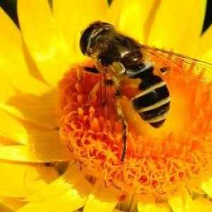 Zabrus: ljekovitost i korištenje proizvoda. Korisne od meda zabrus?