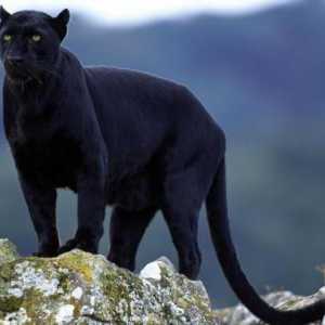 Tajanstveni divlja mačka - crni jaguar: opis, stanište