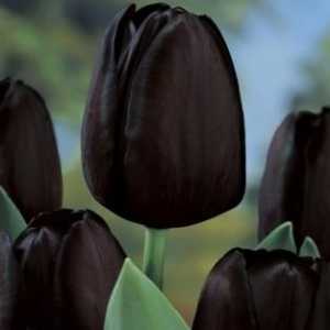 Tajanstveni tulipani: crna cvijeće u vrtu
