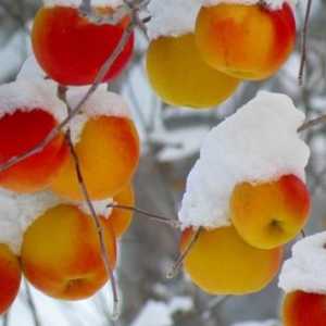 Pripreme za zimu - da li je moguće zamrznuti jabuke?