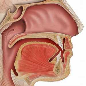 Antirinum - otvaranje vodi od ušća u grlu. Bolesti, simptoma, liječenje