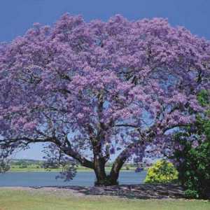 Jacaranda (ljubičasta stablo) raste u Rusiji li i gdje? Gdje raste Jacaranda (ljubičasta drvo)?