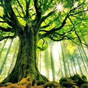 Živo drveće. Vrijednost prirode i ljudskog života