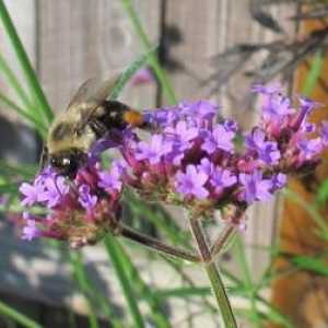 Zujanje, žeže, med: što sanja pčela?