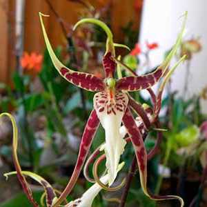 Vrijednost cvijet orhideje - simbol ljubavi i strasti