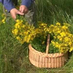 Gospina trava: koristiti za liječenje „stotinu bolesti”
